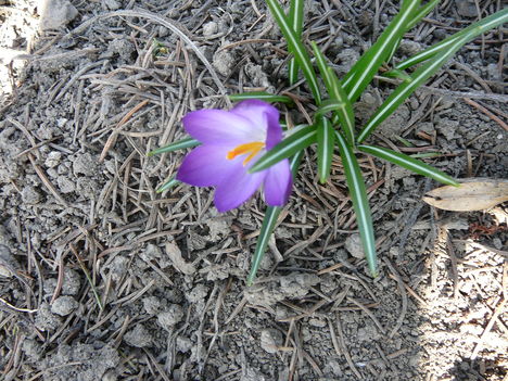 2012.03.18.Crocus.