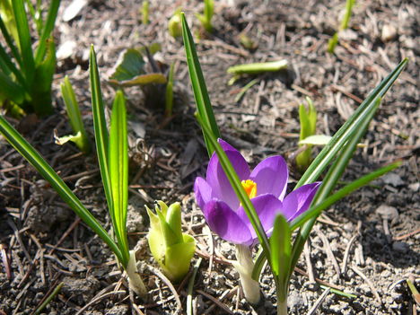 2012.03.18.Crocus