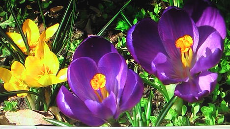Crocus 2012