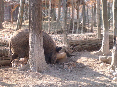 Látogatás "Vadóckáéknál"...6.