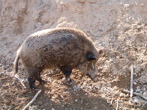 Látogatás "Vadóczkáéknál"...1.