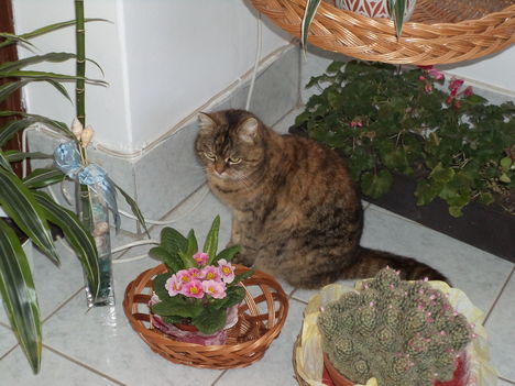Mici cica és a virágok