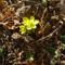 A legkorábbi virág: Téltemető.(Eranthis hyemalis.)