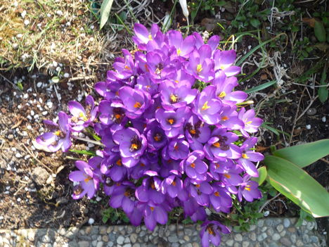 Crocus csokor.(Sáfrány.)