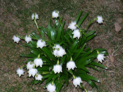 Tőzike csokor (Leucojum)