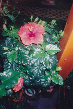 Hibiszkusz 1