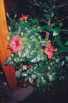 Hibiszkusz 2