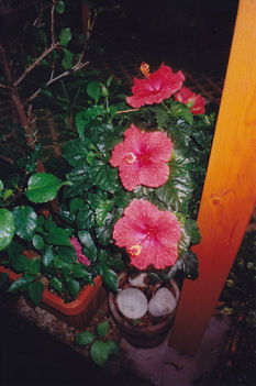 Hibiszkusz vízcseppekkel