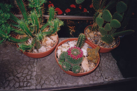 Kaktusz 3
