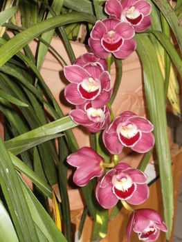 Orchidea 11. 2012
