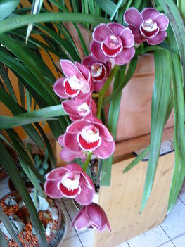 Orchidea (1)2012