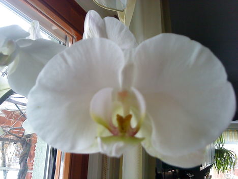 Orchidea 2012