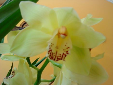 Orchidea 3