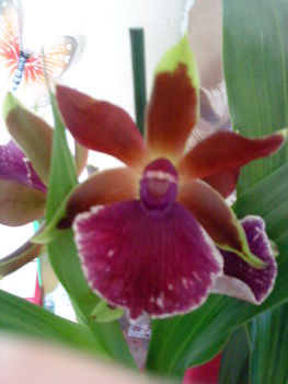 Orchidea 5