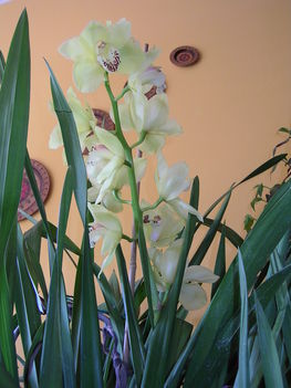 Orchidea 7