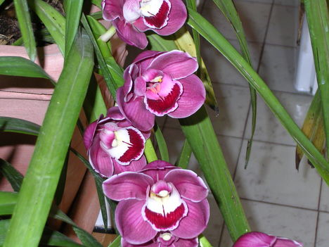 Orchidea 9