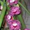 Orchidea 9