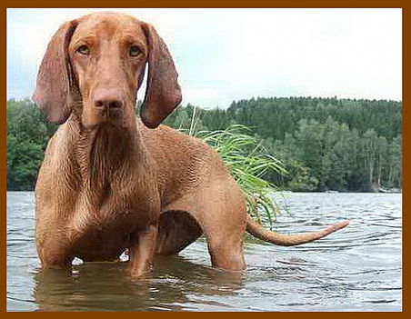 Rövidszőrű magyar vizsla – 001