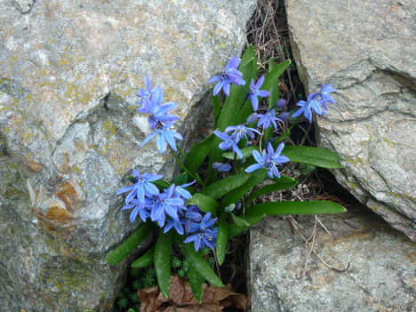 Bókoló csillagvirág.(Scilla siberica.)