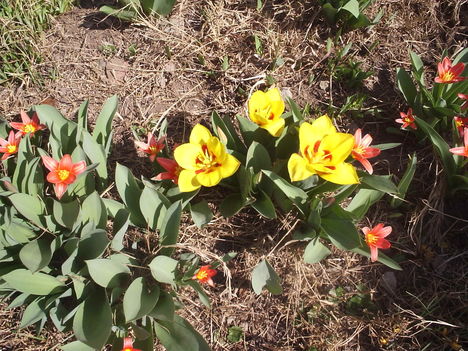 Első tulipánok