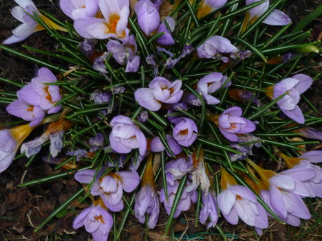 Halványlila Crocus.