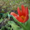 Korai tulipán.