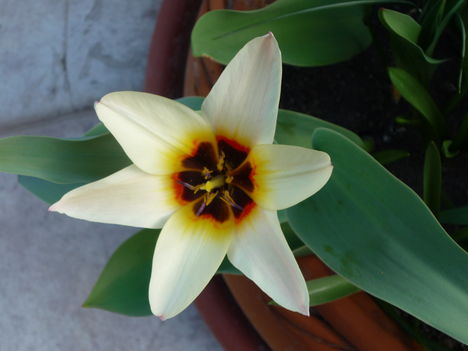 Nagyon korai tulipán.