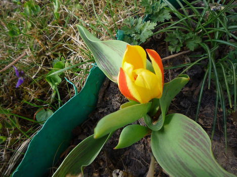 Pici tulipán.