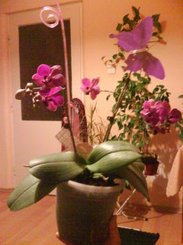 2éves phalaenopsis