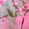 bird-at-spring
