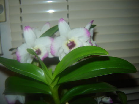 dendrobium nobile