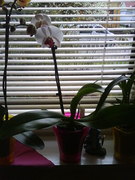 fehér phalaenopsis orchidee