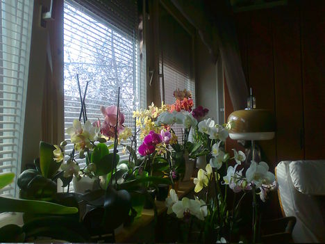 nappalim virágos ablaka