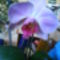 rózsaszín orchidea