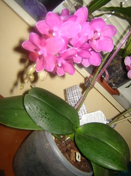 rózsaszín phalaenopsis