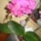 rózsaszín phalaenopsis