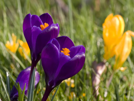 spring-crocus-purple