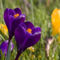 spring-crocus-purple