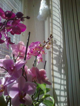 virágos ablakom 1