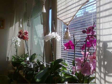 virágos ablakom márciusi napsütésben