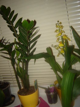 zamioculcas, oncidium