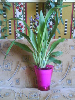 zygopetalum orchidea
