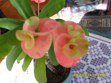 euphorbia milli