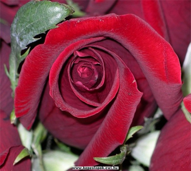 vörös rózsa premier planban