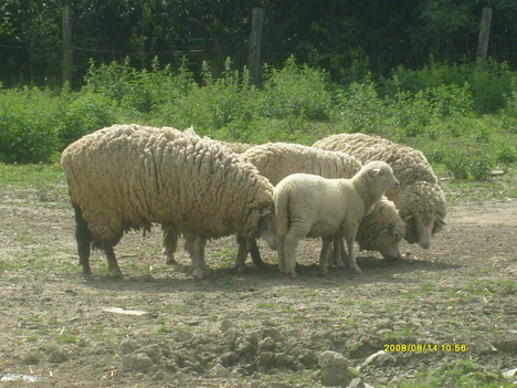 Bárányok