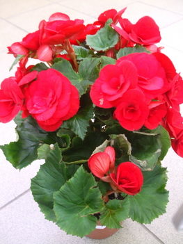 Begonia