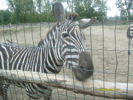 Egy zebra