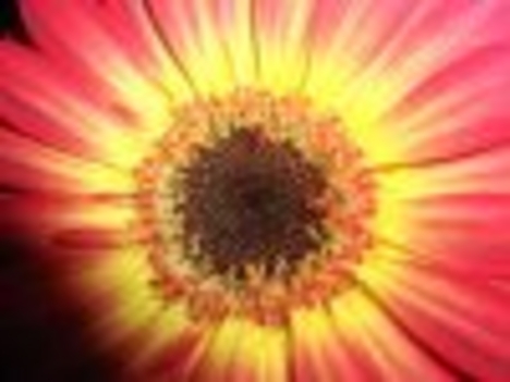 Gerbera