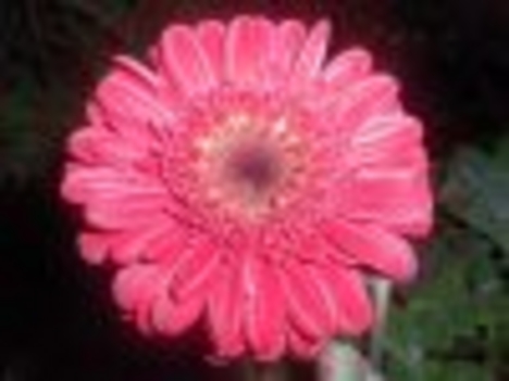 gerbera lila