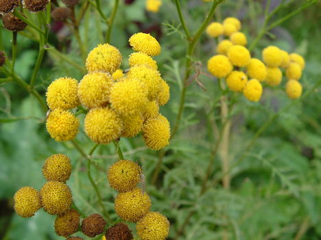 gilisztaűző varádics (Chrysanthemum vulgare